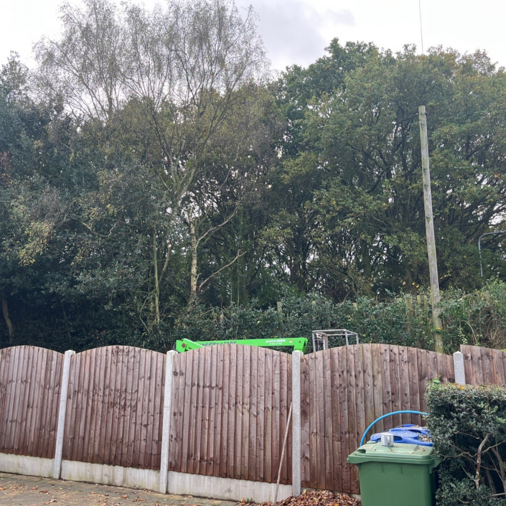 Overgrown holly hedge at Etching Hill before Landywood reduction