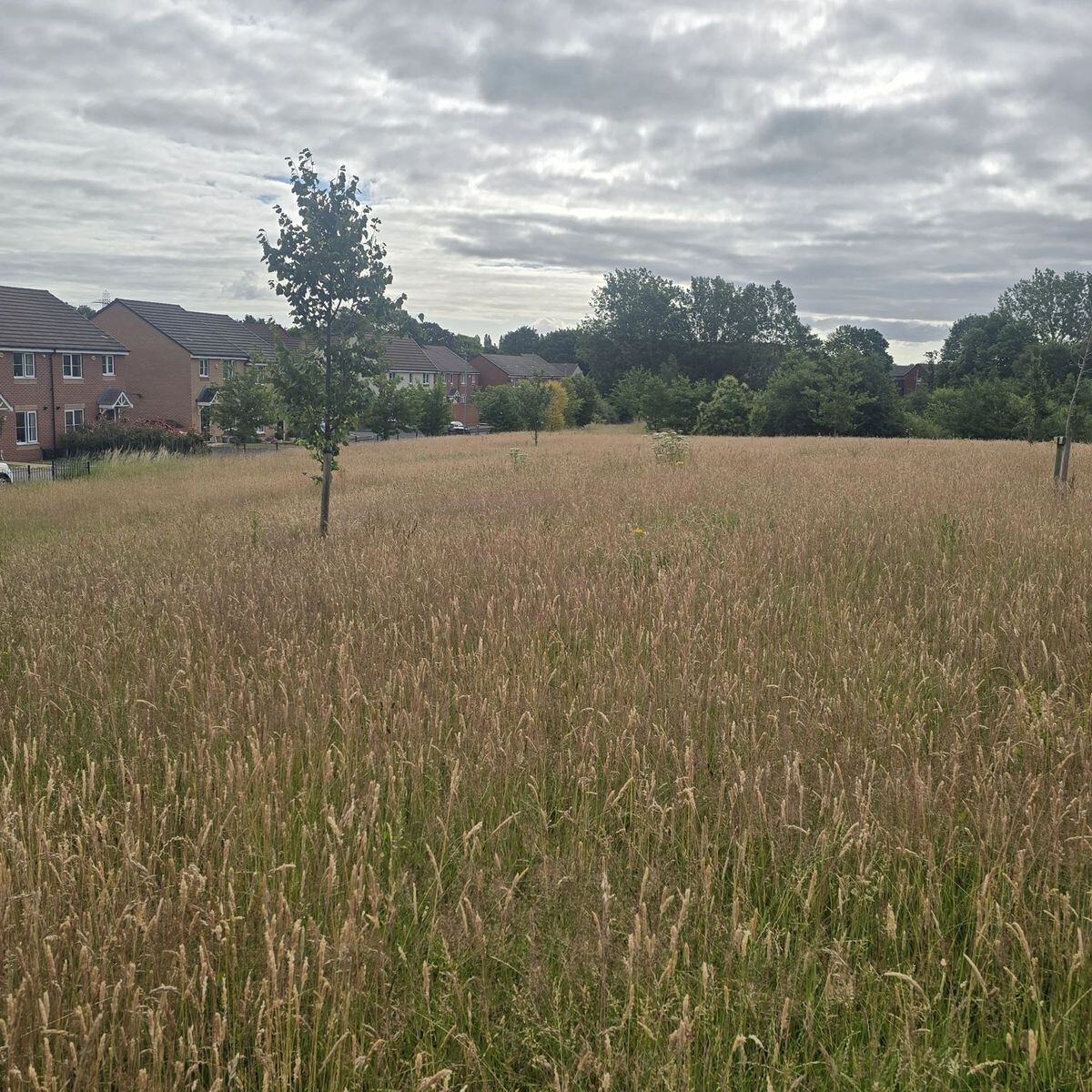 Overgrown garden before Landywood clearance