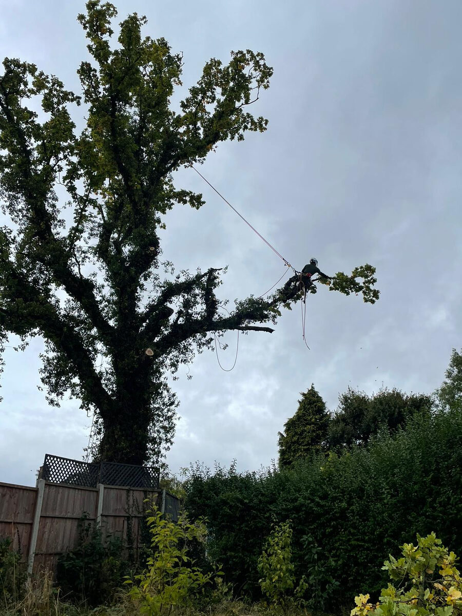 Landywood arborist climbing and pruning a mature tree