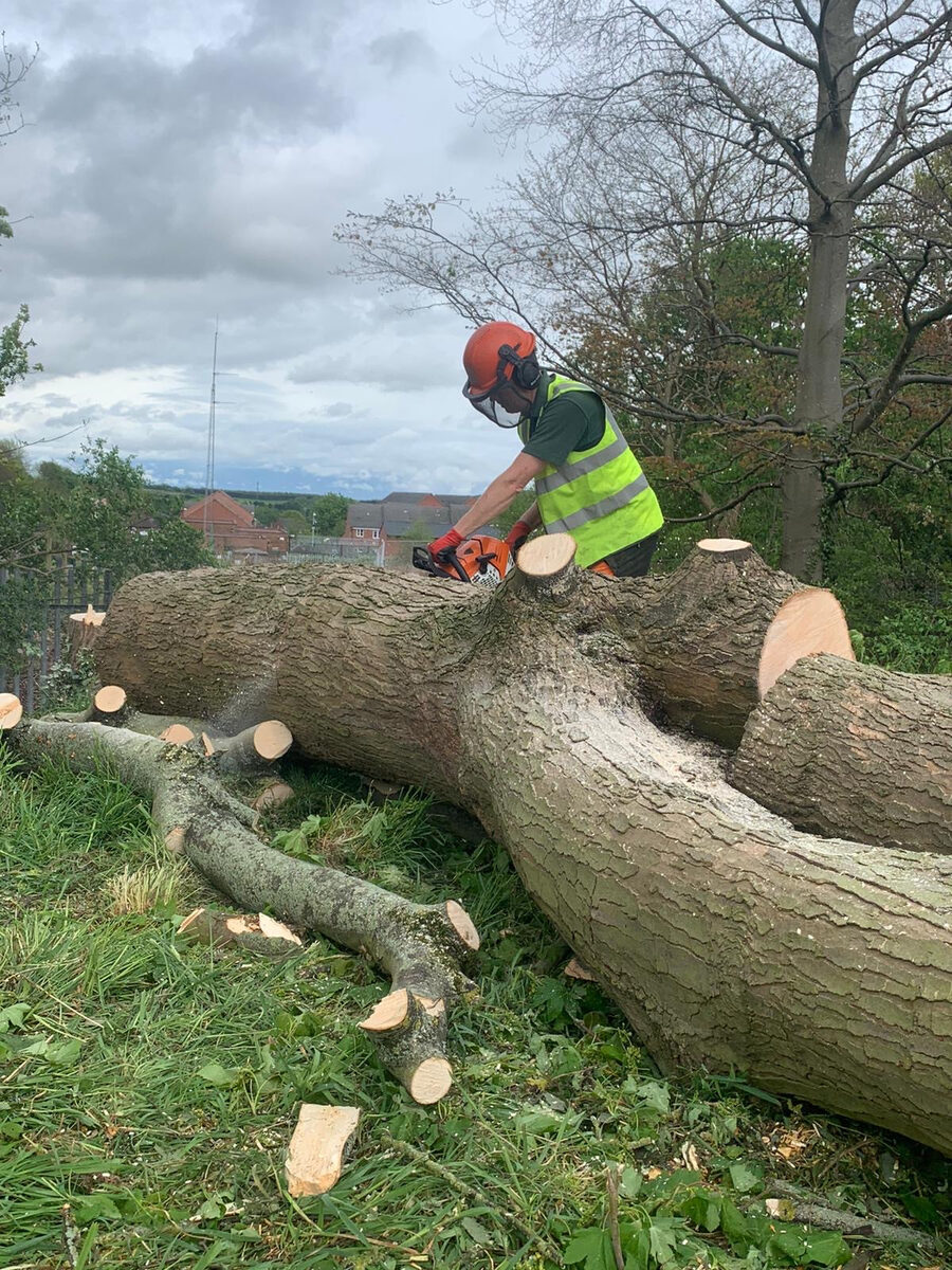 Landywood arborist carrying out tree work